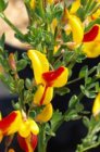 Cytisus scoparius ‘Andreanus Splendens’ - geel, rood-Brem  40-60  C