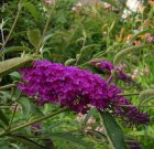 Buddleja davidii ‘Nanho Purple’ - paars-Vlinderstuik 40-60  C3