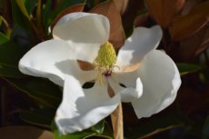 Magnolia grandiflora ‘Galissonière’ - Beverboom  80-100  C10