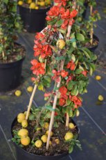 Chaenomeles superba ‘Nicoline’ - rood Chaenomeles superba ‘Nicoline’ - rood - Dwergkwee 60-80  C10