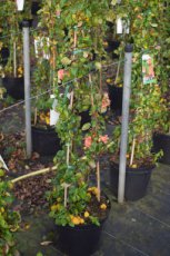 Chaenomeles superba ‘Pink Lady’ - roze Chaenomeles superba ‘Pink Lady’ - roze - Dwergkwee 60-80  C10