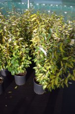 Elaeagnus ebbingei ‘Limelight’ 60/80 C10 Elaeagnus ebbingei ‘Limelight’ - Olijfwilg  60-80  C10