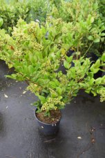 Ligustrum japonicum ‘Texanum’ 125/150 C18 Ligustrum japonicum ‘Texanum’ - Liguster 100-125  C18