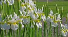Iris sibirica 'Snow Queen'  | Zwaardlelie  20-25  P9