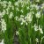 Iris sibirica 'Snow Queen' Iris sibirica 'Snow Queen'  | Zwaardlelie  20-25  P9