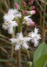 Menyanthes trifoliata | Waterdrieblad  5-10  P9