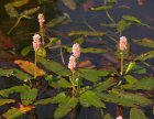 Persicaria amphibia(=Polygonum amphibia)   | Veenwortel  30-40  P9