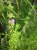 Preslia cervina Preslia cervina(=Mentha cervina)  | Engelse watermunt  10-15  P9