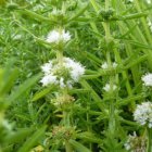 Preslia cervina 'Alba'(=Mentha cerv.Alba)| Engelse watermunt  10-15  P9