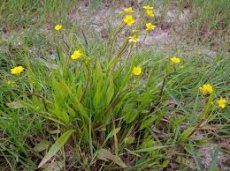 Ranunculus flammula Ranunculus flammula | Boterbloem  15-20  P9