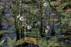 Sagittaria sagittifolia | Pijlkruid  30-35  P9