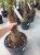 Trachycarpus fortunei 100-110 C15 Trachycarpus fortunei (= Chamaerops excelsa)  | Palmboom 100-110 C15
