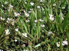 Baldellia ranunculoides | Moerasweegbree  10-15  P9