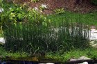 Equisetum scirpoides | Dwerg holpijp  10-15  P9
