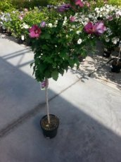 Hibiscus syriacus ‘Woodbridge’ - stam 60 C4 Hibiscus syriacus ‘Woodbridge’ - donkerroze - Altheastruik stam 60 C4