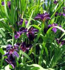 Iris Louisiana 'Black Gamecock' | Zwarte moeras iris  20-25   P9