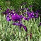 Iris ensata 'Variegata' Iris ensata 'Variegata' | Japanse water iris  20-25  P9