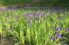 Iris laevigata | Japanse wateriris  20-25  P9