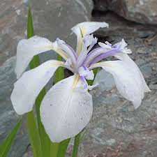 Iris laevigata 'Snowdrift' Iris laevigata 'Snowdrift' | Japanse iris  20-25  P9