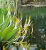 Orontium aquaticum Orontium aquaticum | Goudknots  15-20  P9