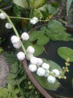 Sagittaria sagittifolia ' Flore Pleno ' Sagittaria sagittifolia ' Flore Pleno ' | Pijlkruid   20-25  P18
