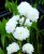 Sagittaria sagittifolia ' Flore Pleno ' Sagittaria sagittifolia ' Flore Pleno ' | Pijlkruid   20-25  P18