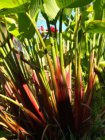 Thalia geniculata ' Red Stem ' | Thalia  25-30  P18
