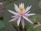 Nymphaea 'American Star'  |  Waterlelie  P11