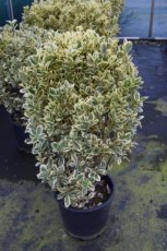 Euonymus jap.‘Bravo’ 80/100 C10 Euonymus japonicus ‘Bravo’ - Kardinaalsmuts 80-100  C10