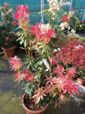 Pieris ‘Forest Flame’ 80/100 C15 Pieris ‘Forest Flame’ - Rotsheide  80-100  C15