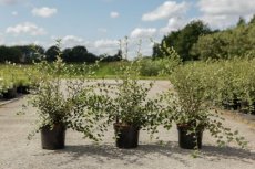 Cotoneaster franchetii 60/80 C4