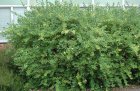 Lonicera fragrantissima |GESCHIKT LAGE HAAG|  Japanse kamperfoelie 40-50 C
