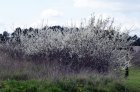 Prunus spinosa |GESCHIKT HOGE HAAG | Sleedoorn 100-125 C2
