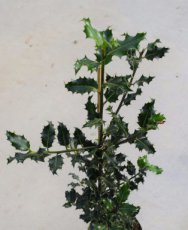 Ilex aquifolium 60/80 Mot Ilex aquifolium - Hulst-Hulsthaag  60-80  Mot
