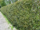 Ilex aquifolium  ‘J.C. van Tol’ Ilex aquifolium  ‘J.C. van Tol’ - Hulst-Hulsthaag   80-100  Mot