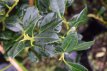 Ilex aquifolium  ‘J.C. van Tol’ Ilex aquifolium  ‘J.C. van Tol’ - Hulst-Hulsthaag   100-125  Mot | 10 STUKS