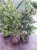 Ilex aquifolium  ‘J.C. van Tol’ Ilex aquifolium  ‘J.C. van Tol’ - Hulst-Hulsthaag  125-150  Mot