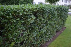 Prunus laurocerasus  ‘Herbergii’ |GESCHIKT LAGE HAAG☃|  Laurierkers 40-60 C