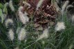A002 24 st. P9 Pennisetum alopecuroides  ‘Hameln’ | Lampepoetsersgras PROMO 24 st.