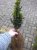 A007 25 st. 20/25 BW Buxus sempervirens 25 st. 20-25 BW | PALM☃