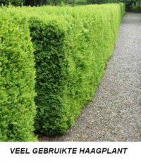 Buxus sempervirens 25 st. 20-25 BW | PALM☃