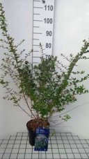 Abelia chinensis 'Autumn Festival'® 25-30 C