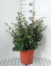 Abelia 'Edward Goucher' 50/60 C10 Abelia 'Edward Goucher' 50-60 C10