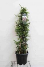 Abelia 'Edward Goucher' 80/100 C15 - pyr. Abelia 'Edward Goucher' - piramide - 80-100 C15