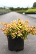 Abelia grand. 'Caramel Charm' 40/50 C10 Abelia grandiflora 'Caramel Charm' 40-50 C10