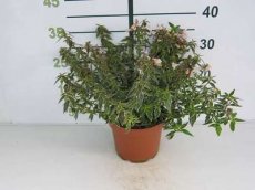 Abelia grandiflora 'Lucky Lots'® (=Wevo2) 25-30 C