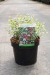 Abelia grand.'Sparkling Silver' 30/40 C4 Abelia grandiflora 'Sparkling Silver' 30-40 C4