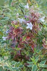 Abelia grandiflora 'Sparkling Silver' 30-40 C4