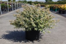 Abelia grand.'Sparkling Silver' 40/50 C10 Abelia grandiflora 'Sparkling Silver' 40_50 C10