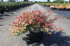 Abelia grand. 'Tricolor Charm' 40/50 C10 Abelia grandiflora 'Tricolor Charm' 40-50 C10